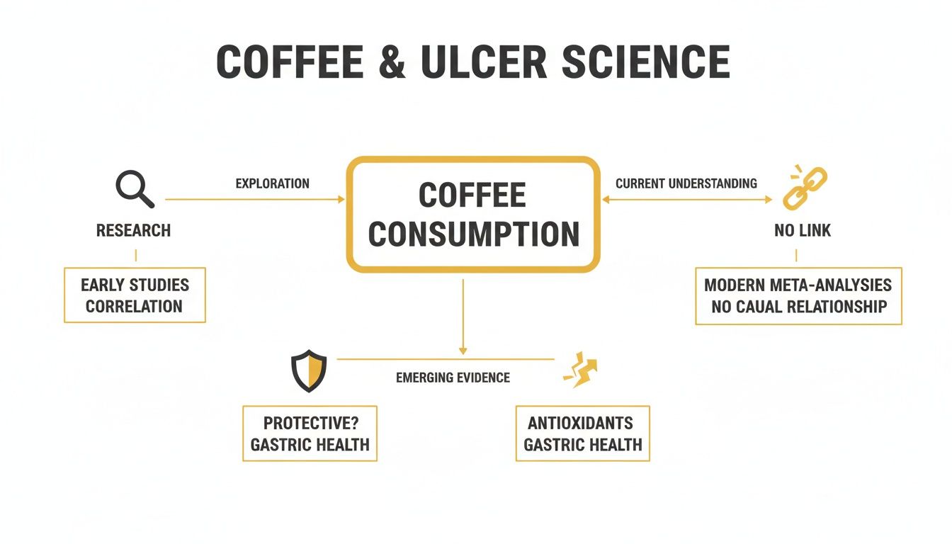 Flowchart explaining the science of coffee consumption and its link to ulcers and gastric health.
